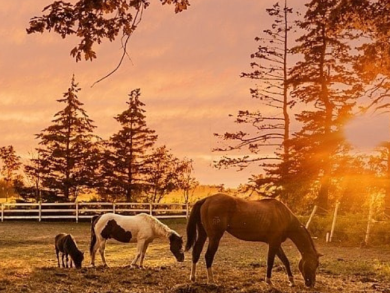 Venture Stables Farm Stay